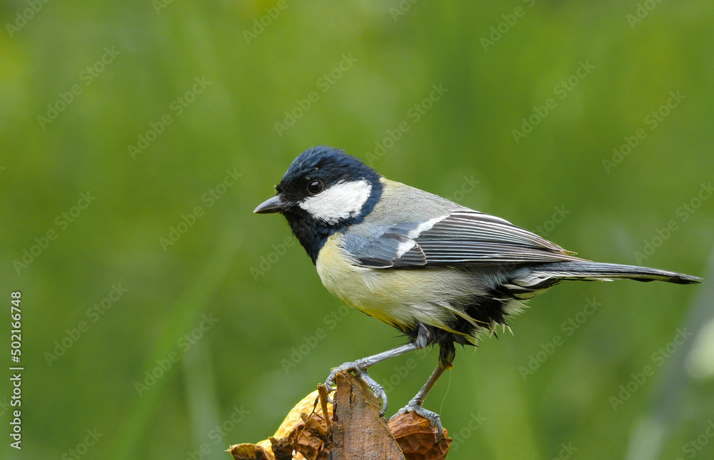 Fototapeta premium Die Kohlmeise (Parus major)