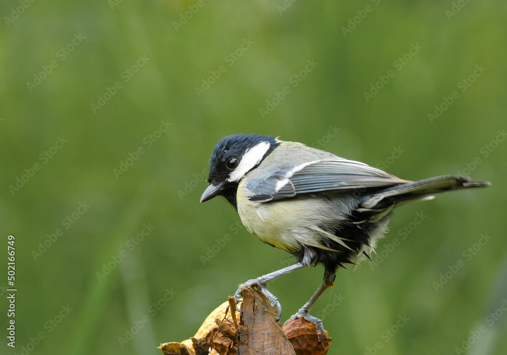 Obraz premium Die Kohlmeise (Parus major)