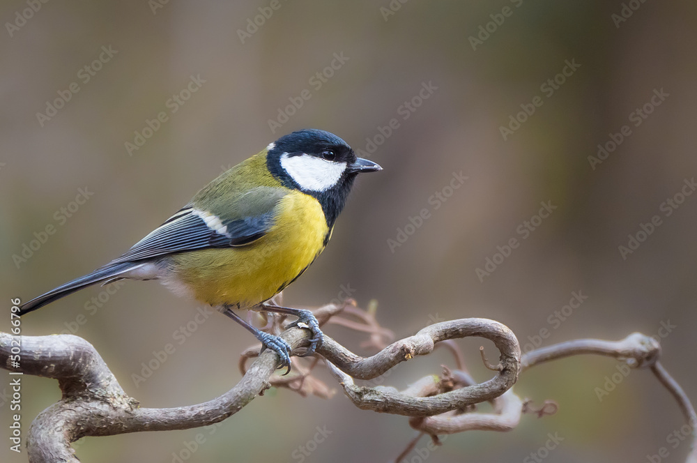 Fototapeta premium Die Kohlmeise (Parus major)