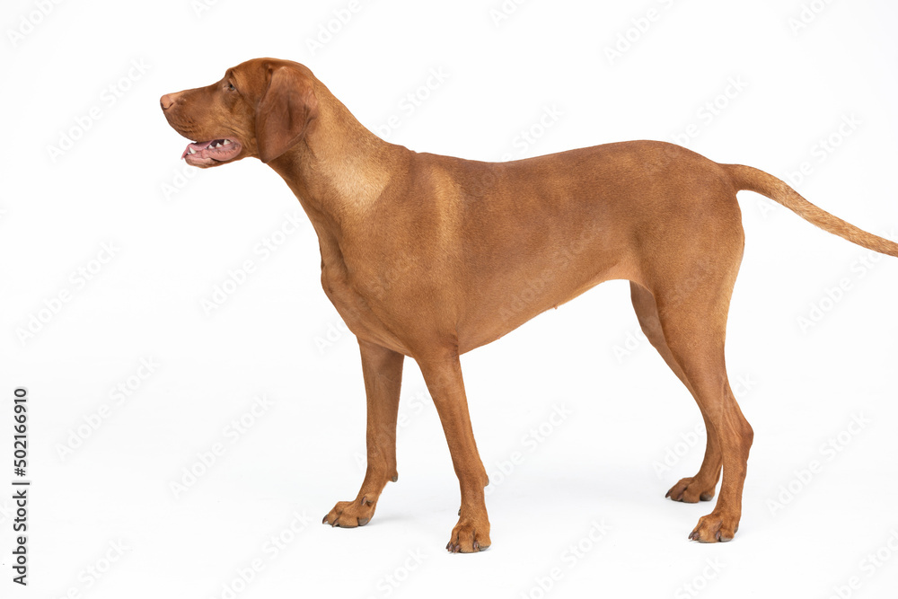 Hunting dog - a Hungarian gelding stands on with open muzzle on a white background.
