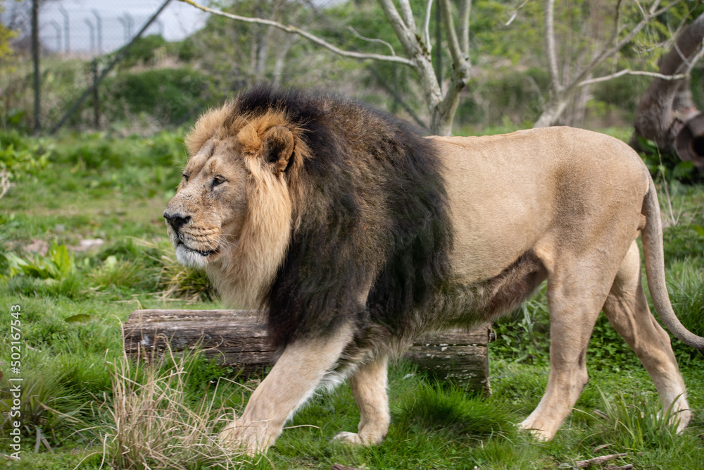 Fototapeta premium male lion in the wild