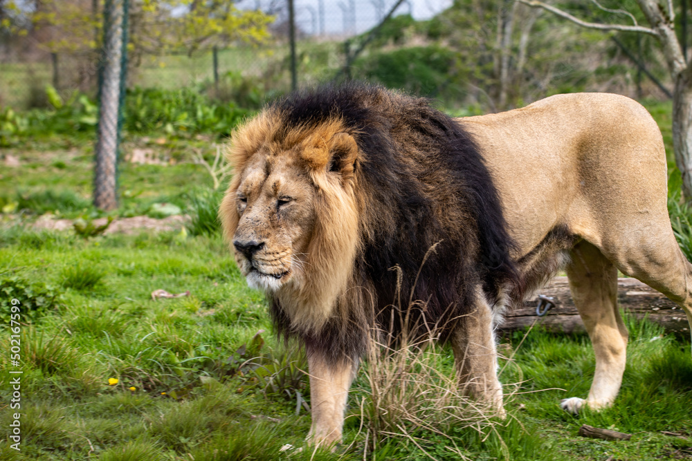 male lion in the zoo male lion in the zoo