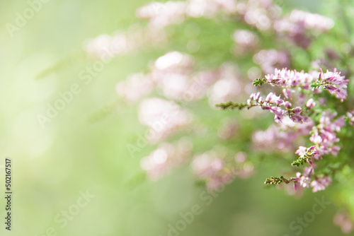 Calluna vulgaris. Flowers background. Vibrant pink heather blossoming outdoors. Purple heather flowers close up. Common heather, macro, background.