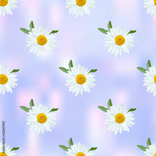 Daisy. Chamomile flowers with leaves on abstract blue background, raster floral texture.
