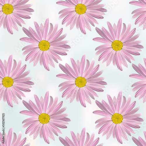 Daisy. Chamomile flowers on abstract gray blue background, raster floral texture.
