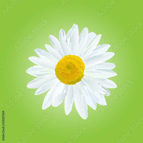 The chamomile flower. Single flower white daisies on a green background, icon