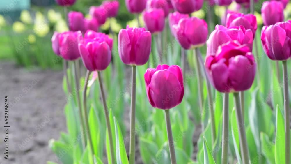 Nice color tulip flowers after the spring rain nature flora macro photo with empty space for text Nice color tulip flowers after the spring rain nature flora macro photo with empty space for text