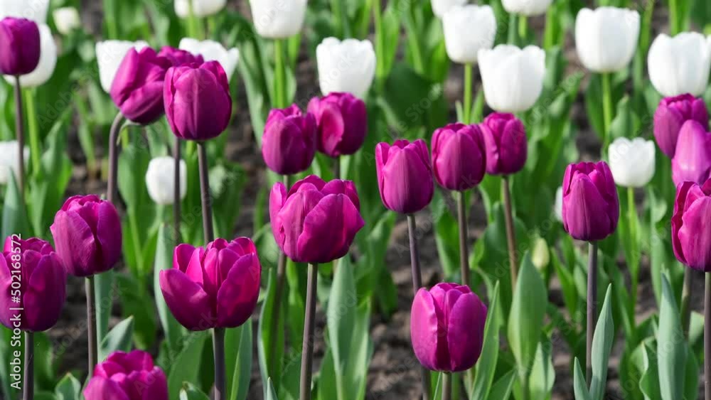 Nice color tulip flowers after the spring rain nature flora macro photo with empty space for text Nice color tulip flowers after the spring rain nature flora macro photo with empty space for text