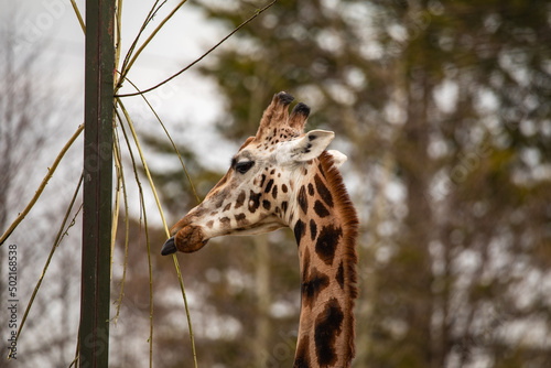 Photography giraffe eating grass