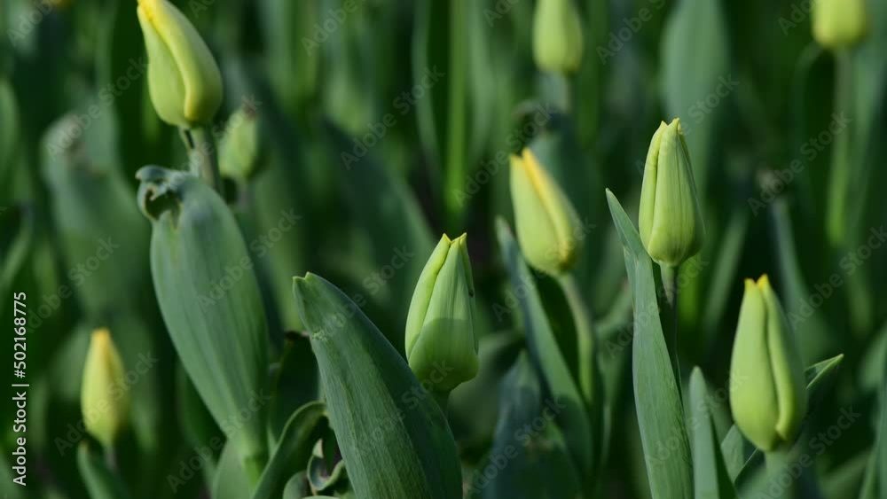 Nice color tulip flowers after the spring rain nature flora macro photo with empty space for text Nice color tulip flowers after the spring rain nature flora macro photo with empty space for text