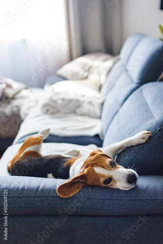 Adoult Male hound Beagle dog sleeping at home on the sofa. Cute dog portrait, sellective focus, blurred background