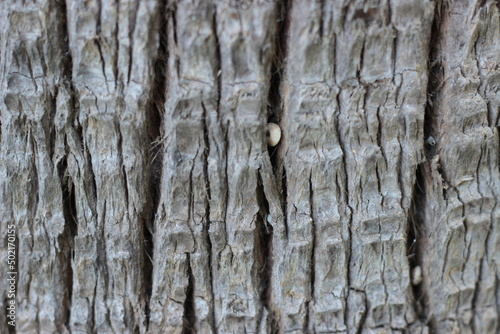 old wood texture