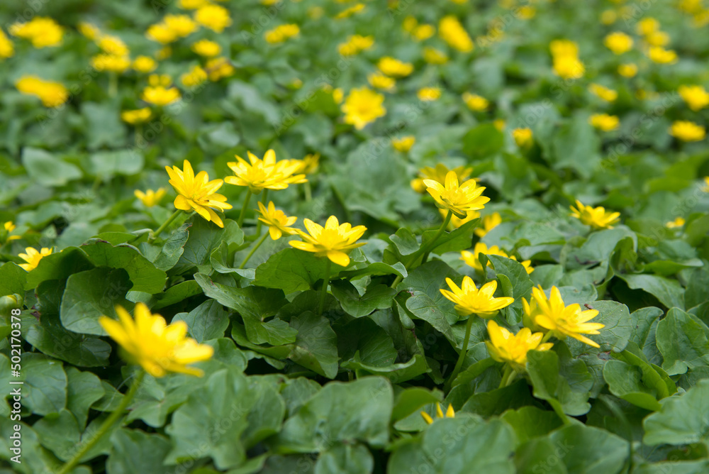Obraz premium Close up of a buttercup on a bright spring day