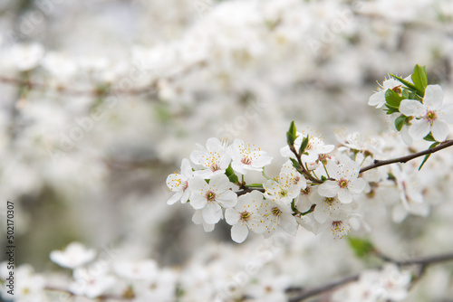 Branches of blossoming cherry macro with soft focus on gentle light blue sky background in sunlight with copy space.