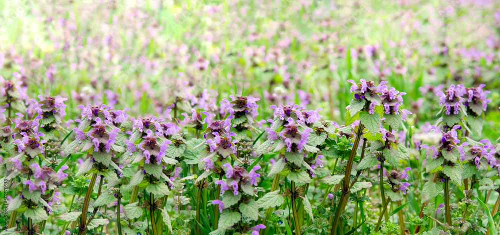 Medicinal herb prunella vulgaris with purple flowers in the garden in summer. Useful plant for in non-traditional herbal medicine, homeopathy and cosmetology Medicinal herb prunella vulgaris with purple flowers in the garden in summer. Useful plant for in non-traditional herbal medicine, homeopathy and cosmetology