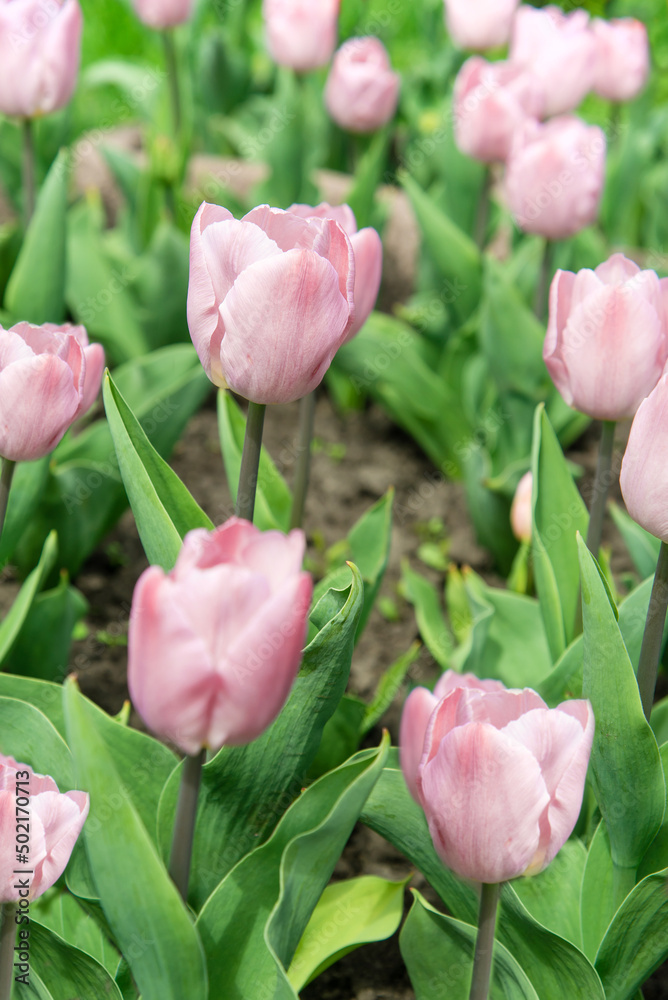 Purple tulips bloom under sunshine in the garden. Purple tulips bloom under sunshine in the garden.
