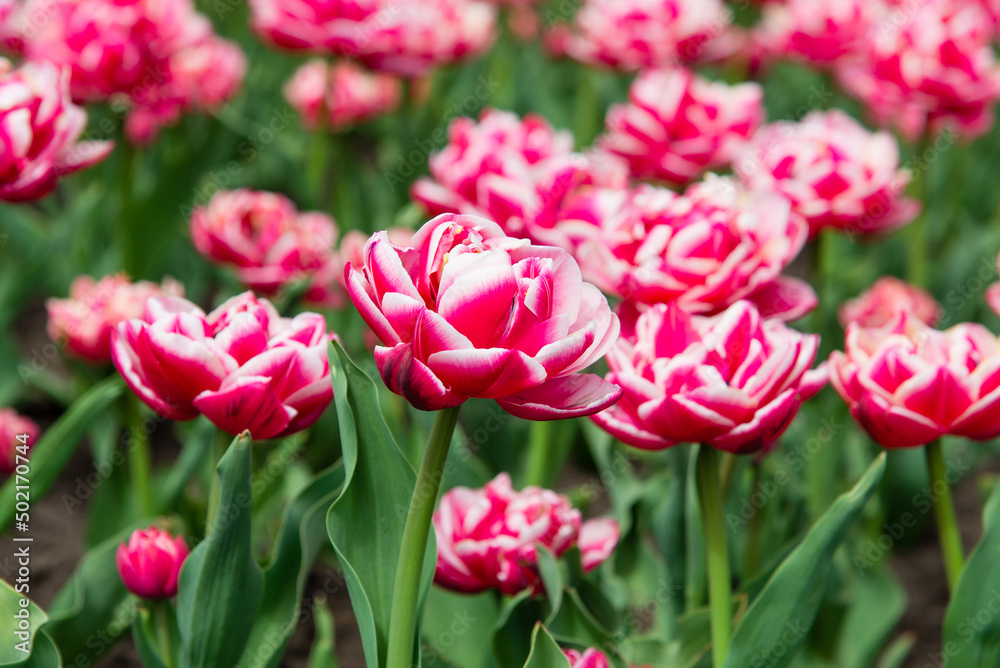 Pink tulips bloom under sunshine in the garden. Pink tulips bloom under sunshine in the garden.