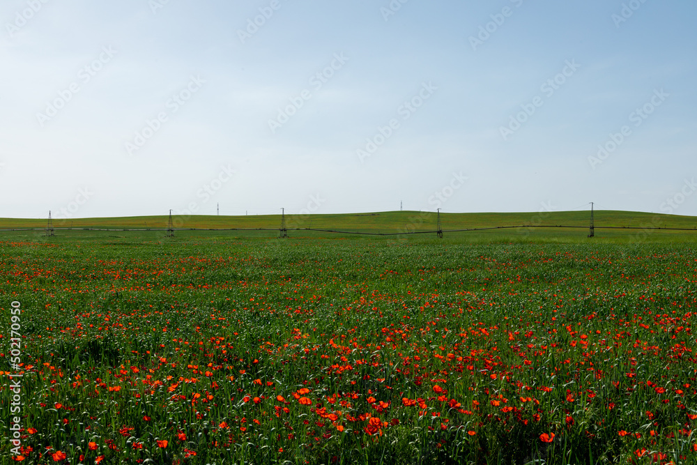 Field of red poppy flowers