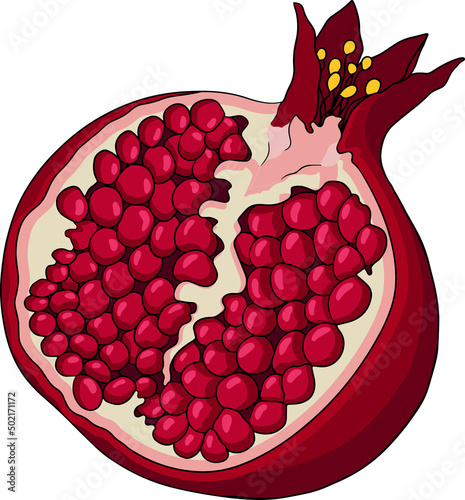 Pomegranate colored vector illustration on white background. Vegetarian food drawing. Ripe garnet fruit with seeds