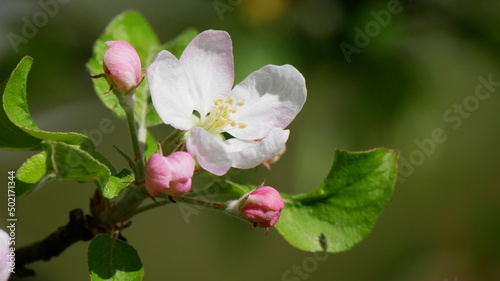 Knospen und Büte eines Apfelbaumes im heimischen Garten