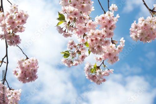 Branches of blossoming cherry macro with soft focus on gentle light blue sky background in sunlight with copy space.