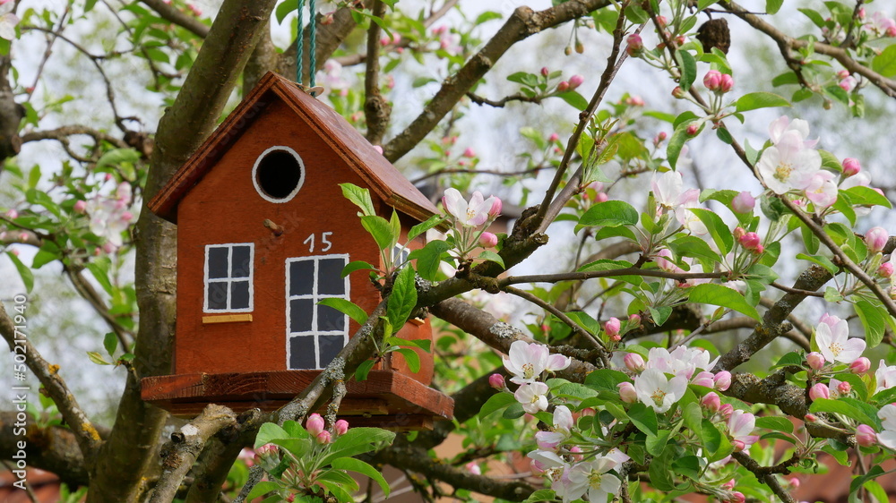 selbst gebauter Nistkasten in einem blühenden Apfelbaum