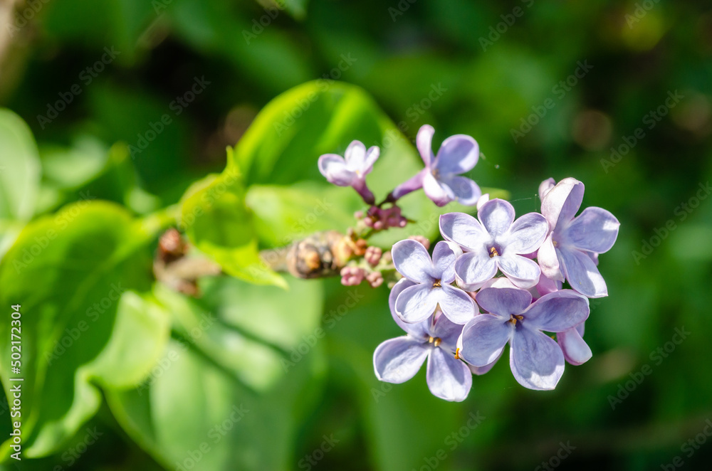 Blossoms of common lilac (Syringa vulgaris) plant. Fragrant lilac blossoms (Syringa vulgaris). Shallow depth of field, selective focus