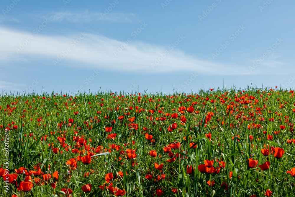 Field of red poppy flowers