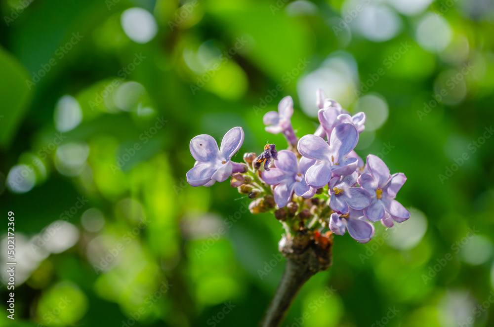 Blossoms of common lilac (Syringa vulgaris) plant. Fragrant lilac blossoms (Syringa vulgaris). Shallow depth of field, selective focus Blossoms of common lilac (Syringa vulgaris) plant. Fragrant lilac blossoms (Syringa vulgaris). Shallow depth of field, selective focus