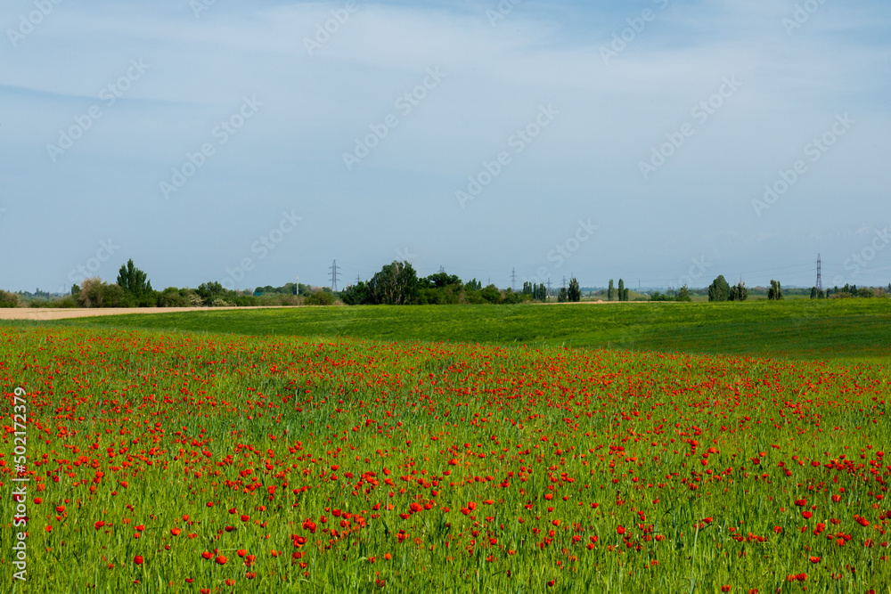 Field of red poppy flowers