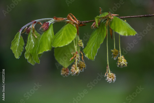 Beech tree (Fagus sylvatica) with young leaves and hanging hairy male flowers in spring, dark green background, copy space, selected focus