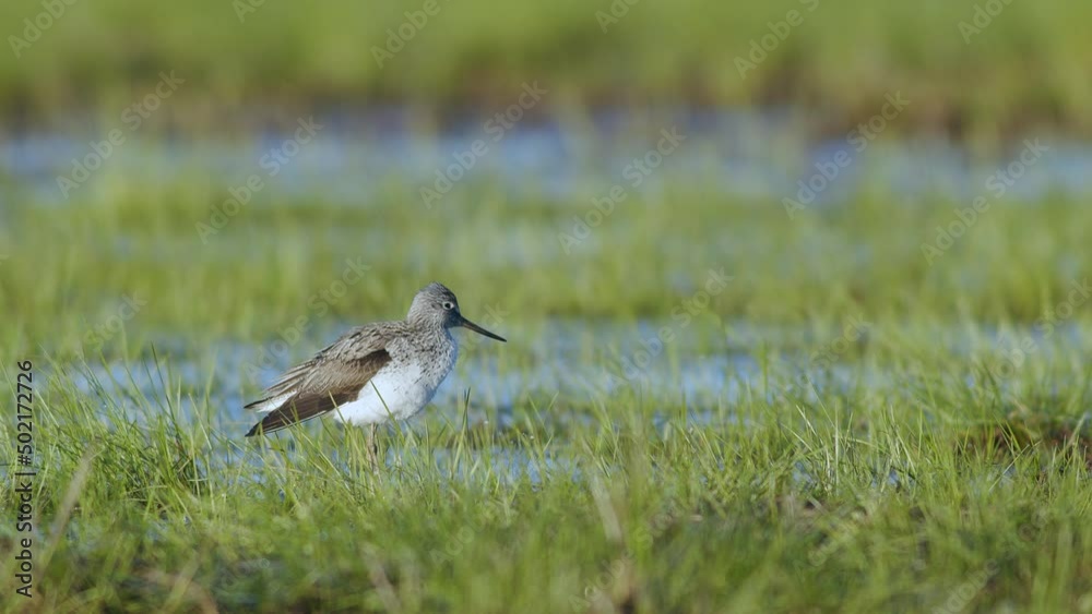 Common greenshank in feeding in wetlands during spring migration Common greenshank in feeding in wetlands during spring migration
