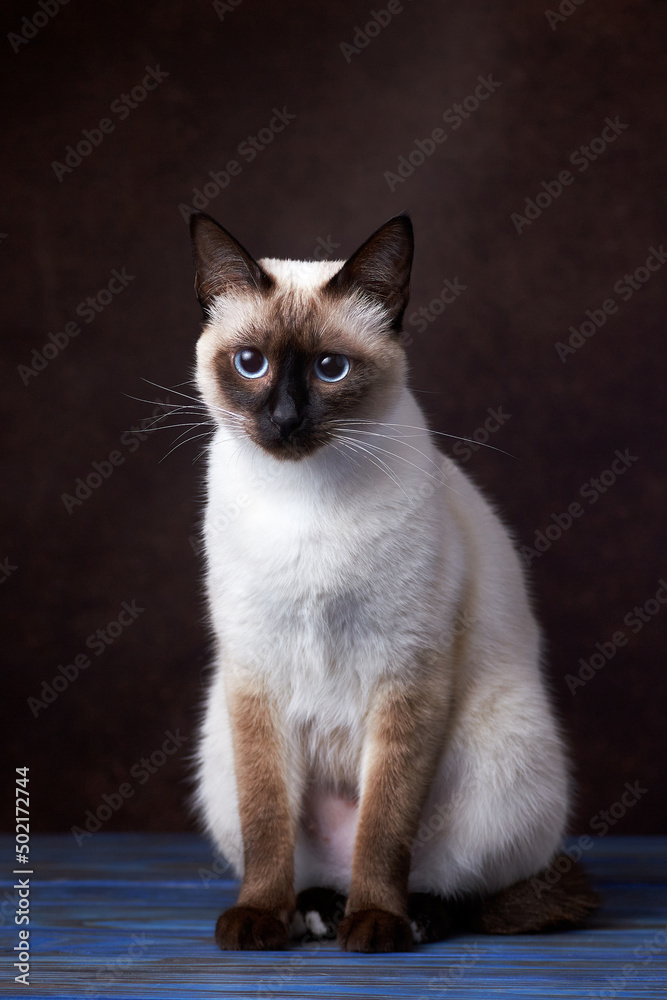 Close up portrait of seal-point curious mekong bobtail (siamese) cat on a dark background