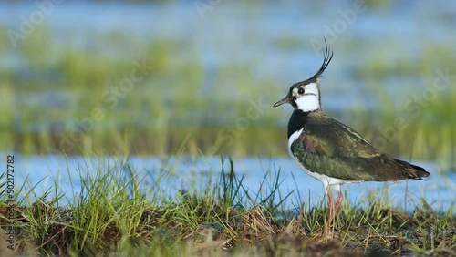 Lapwing resting in wetlands flooded meadows in early sprin