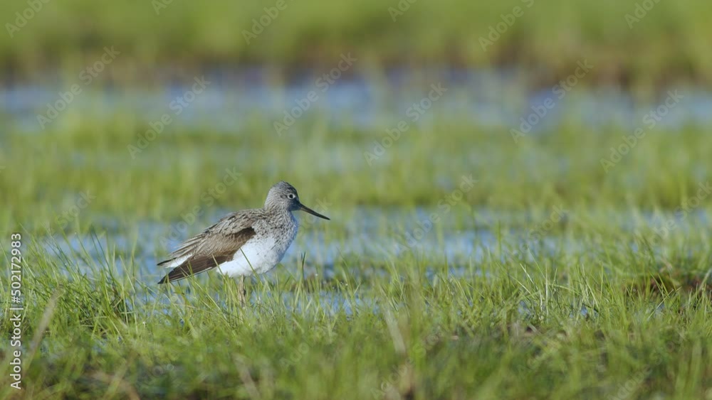 Common greenshank in feeding in wetlands during spring migration Common greenshank in feeding in wetlands during spring migration