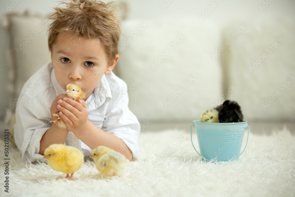 Cute child at home with little newborn chicks, enjoying, cute kid and animal friend Cute child at home with little newborn chicks, enjoying, cute kid and animal friend