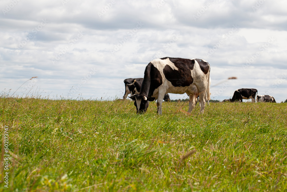grazing a herd of cows in a field with green grass in summer grazing a herd of cows in a field with green grass in summer