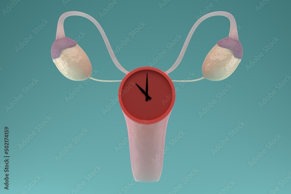 Menopause concept. Internal genital female organs with a clock on the