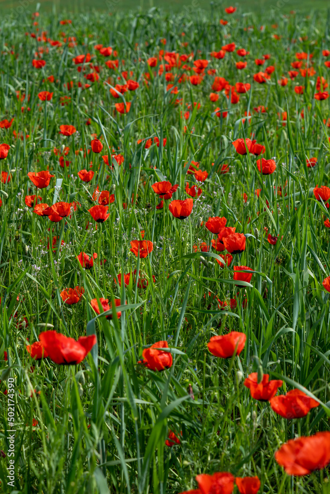 Field of red poppy flowers