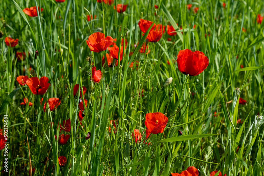 Fototapeta Closeup of poppy flowers in the field