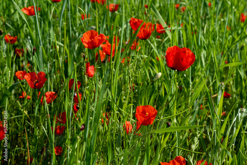 Closeup of poppy flowers in the field © Collab Media
