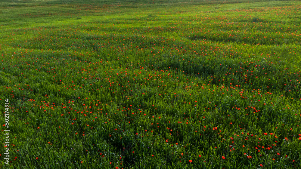 Aerial view of field of red poppy flowers Aerial view of field of red poppy flowers