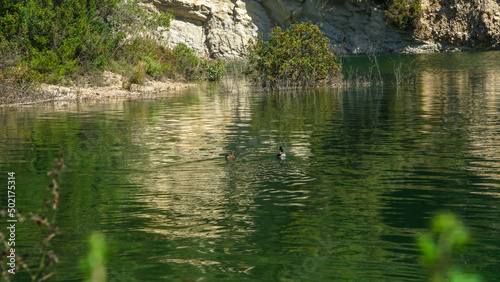 Pareja de patos silvestres en Pantano de Guadalest en España