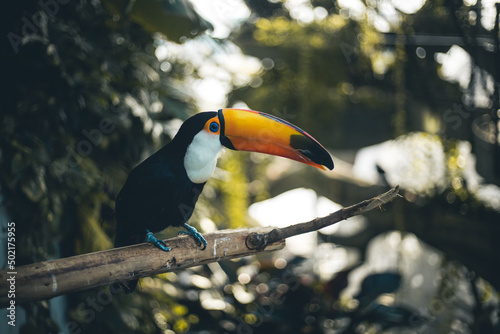 Tucan auf einem Ast