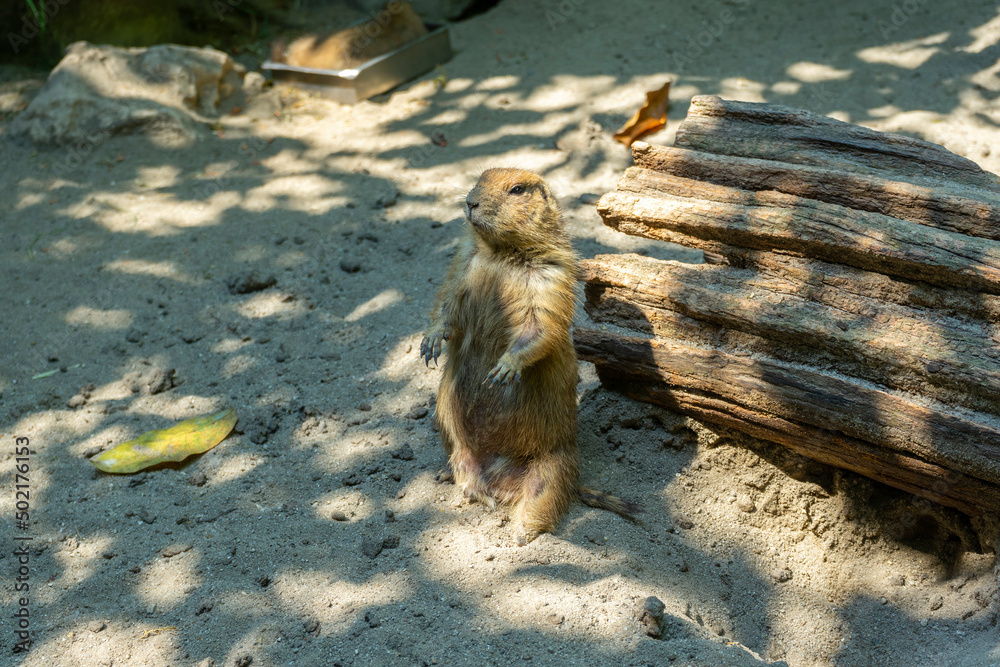 Obraz premium Prairie Dog Sits On the Edge of A Hole.