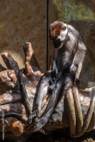 Collared Mangabey Monkey Cercocebus torquatus sitting on a log looking sad, bored or depressed. photo