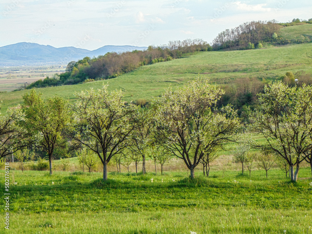 green trees and hills in Maramures, Romania. Spring landscape green trees and hills in Maramures, Romania. Spring landscape