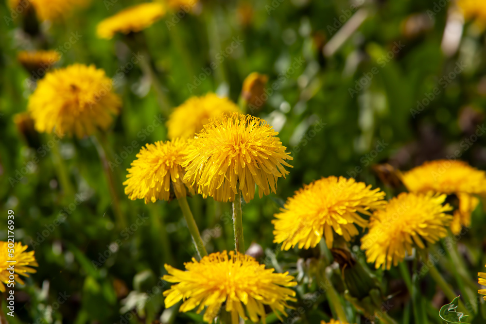 yellow beautiful dandelion flowers with seeds yellow beautiful dandelion flowers with seeds