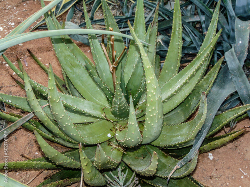 Ngopanie (Aloe aculeata) plant - closeup photo