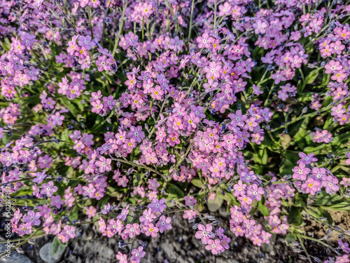 pink forget-me-not flower in the park